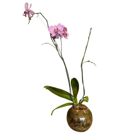 Orquidea violeta VI